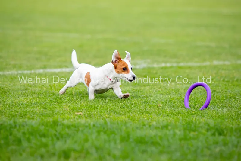 1-7 of the 33 Questions to Ask Before Buying Artificial Lawn