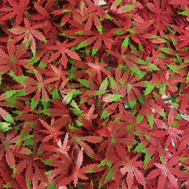 Artificial Green Wall Panels - Artificial Hedge Plant, Greenery Panels Suitable for Both Outdoor or Indoor use, Garden, Backyard andor Home Decorations – Deyuan detail pictures